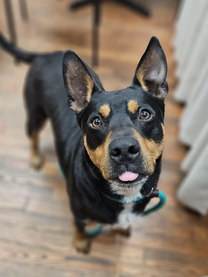 Gidget  $ thumbnail 3