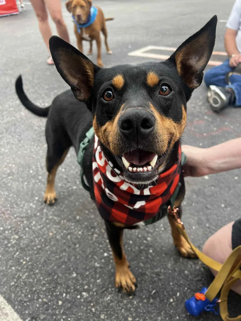 An adult medium-sized female Rottweiler dog named Gidget  $ for adoption in Milwaukee, WI