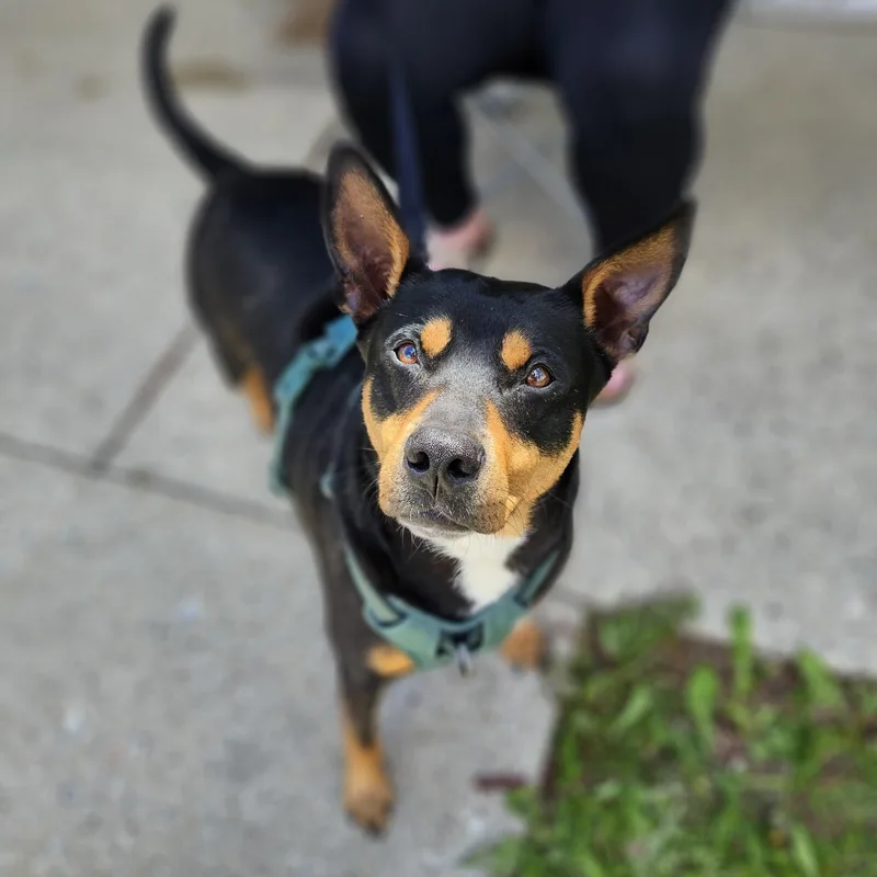 Gidget  $ thumbnail 2