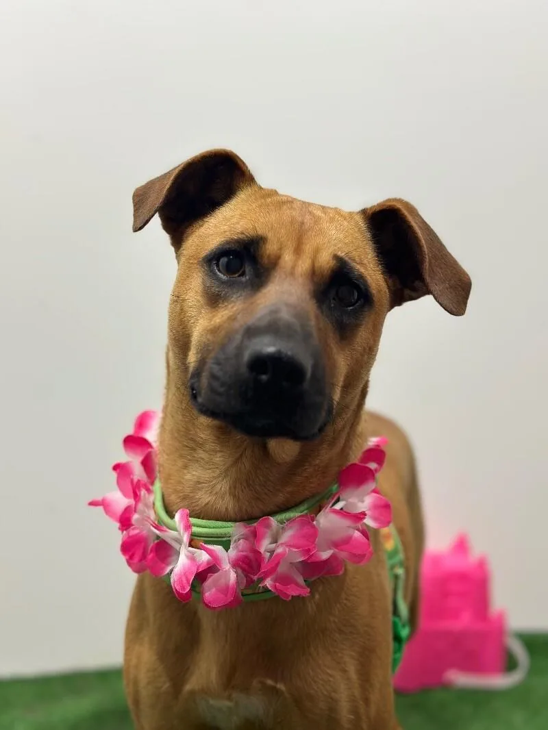 A young medium-sized female Brown / Chocolate German Shepherd Dog dog named Tia for adoption in Carlsbad, CA