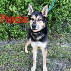 A senior large-sized male Black German Shepherd Dog dog named Poncho for adoption in Pleasantville, NJ