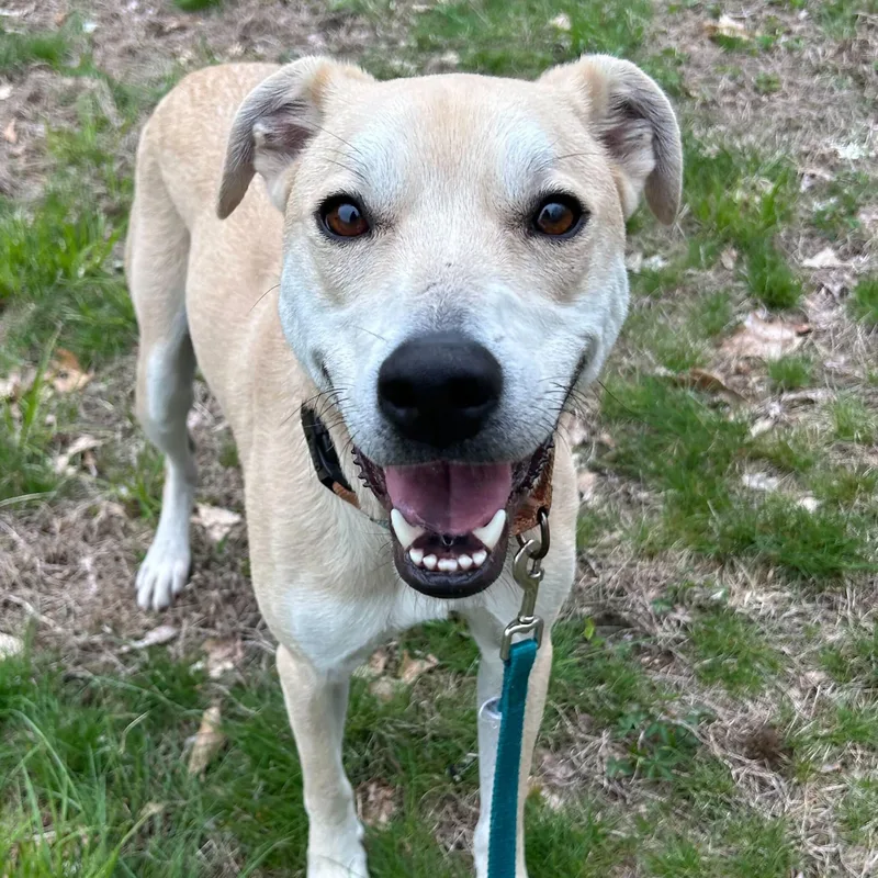 Arlo Here In Nh photo 1