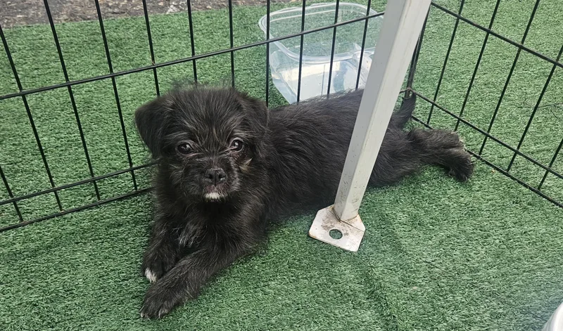 A baby small-sized female Black Maltipoo dog named April for adoption in Los Angeles, CA