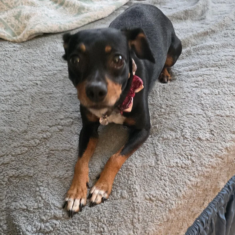 Midnight thumbnail 4