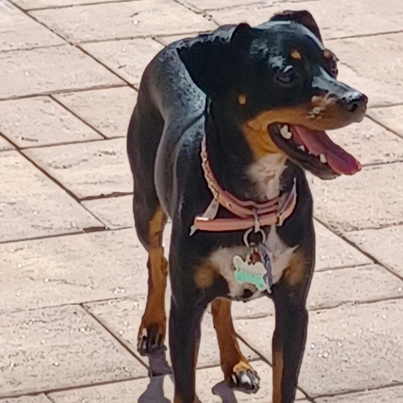 Midnight thumbnail 3