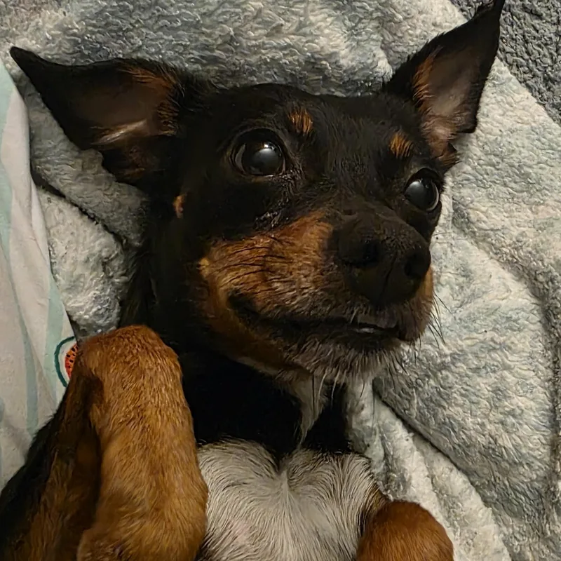 Midnight thumbnail 5