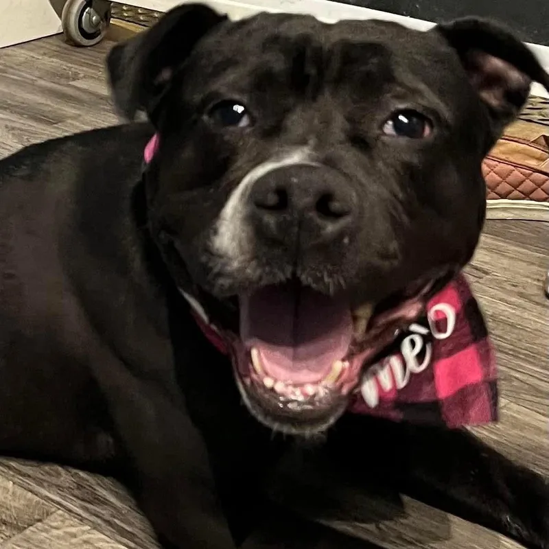 Betty Boop thumbnail 4