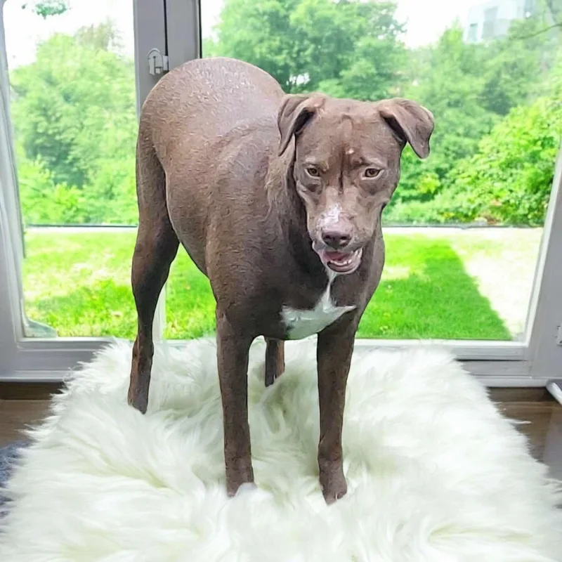 An adult medium-sized female Brown / Chocolate Pit Bull Terrier dog named Winter for adoption in Fort Worth, TX