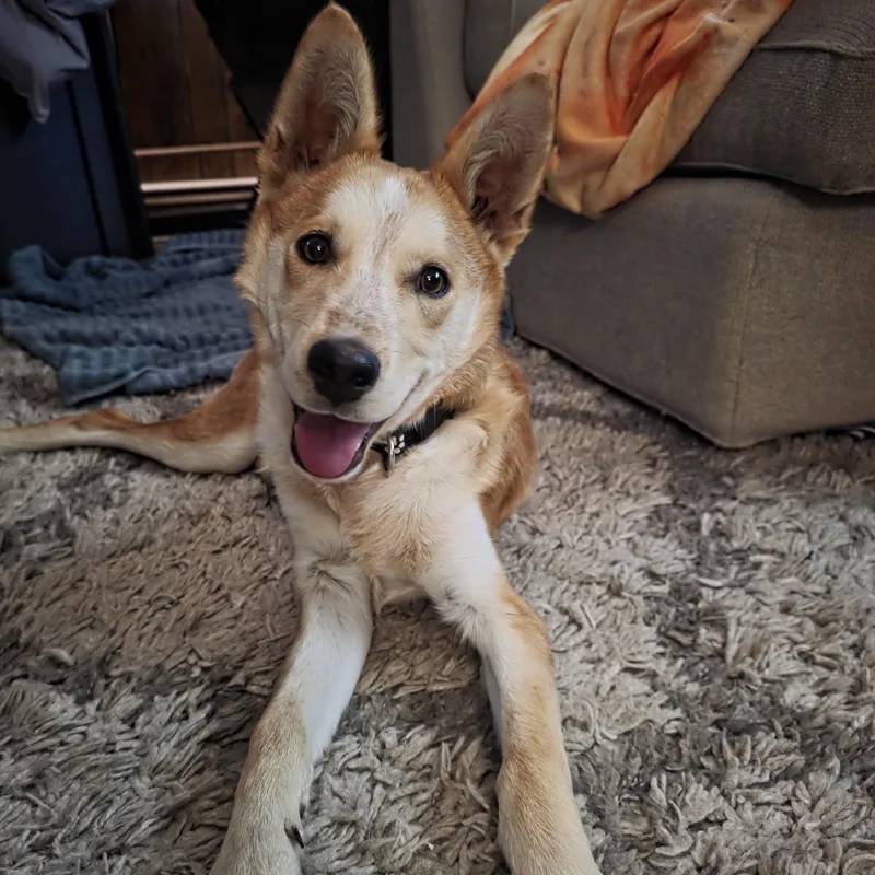 A young medium-sized male Golden Mixed Breed dog named Sonny for adoption in Houston, TX