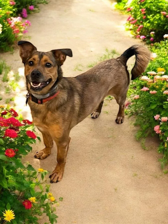 An adult small-sized female Golden Mixed Breed dog named Ethel for adoption in North Vernon, IN