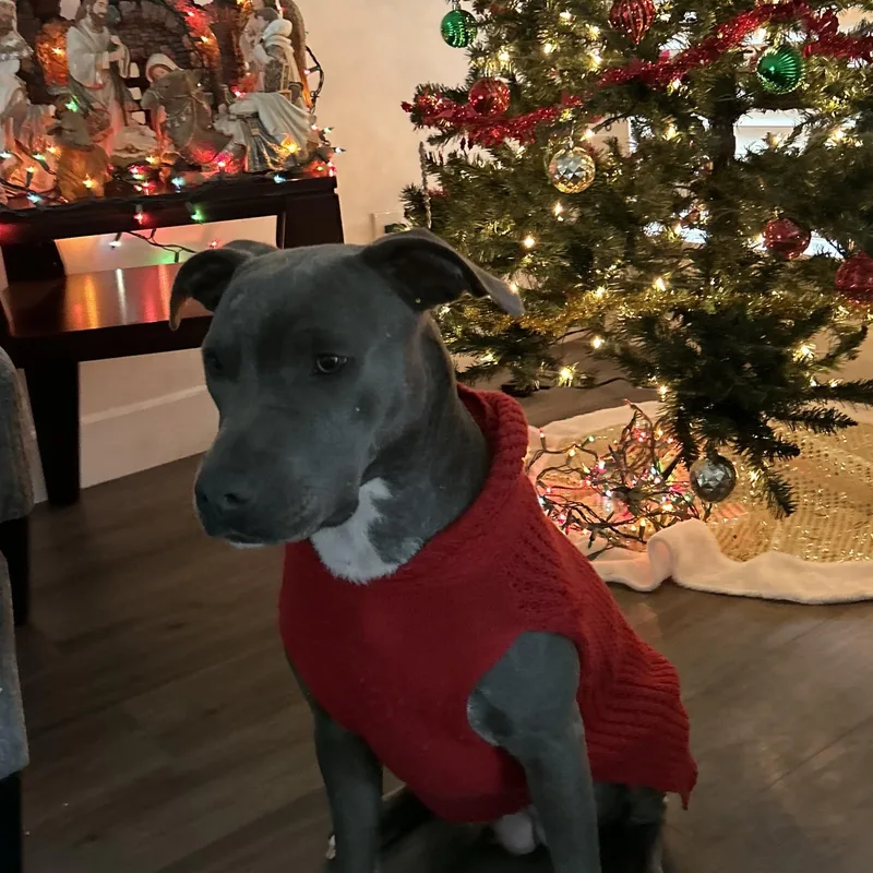 Anabella thumbnail 5