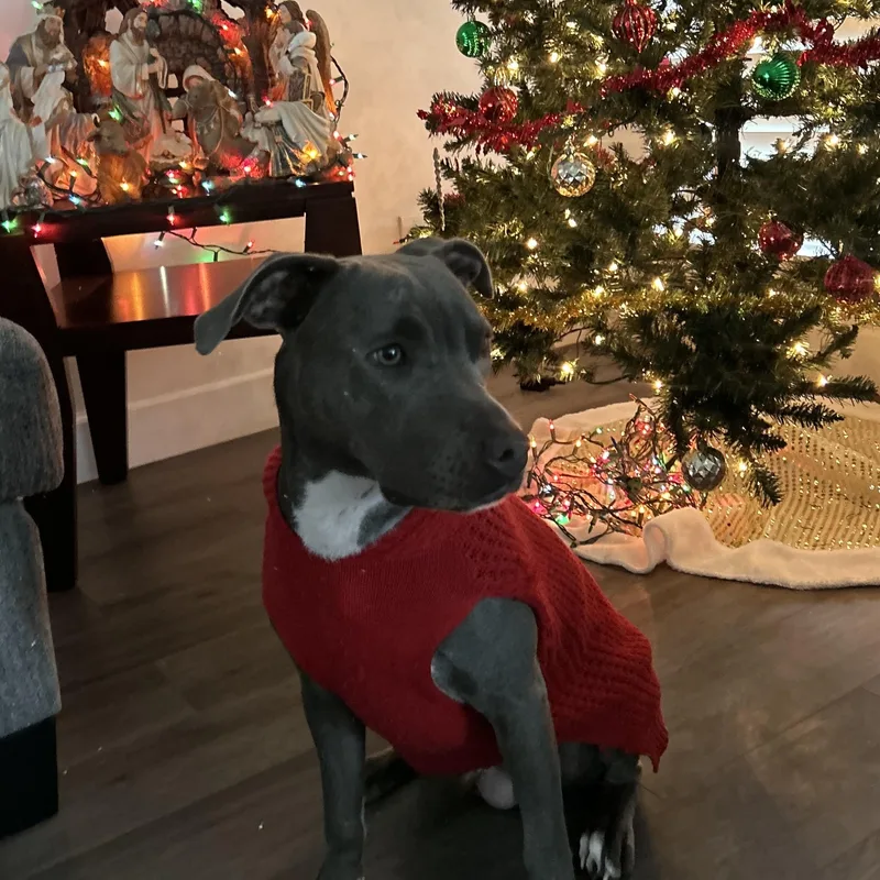 Anabella thumbnail 3