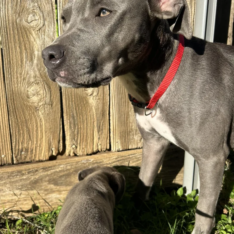 Anabella thumbnail 4