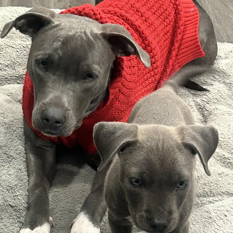 Anabella thumbnail 2