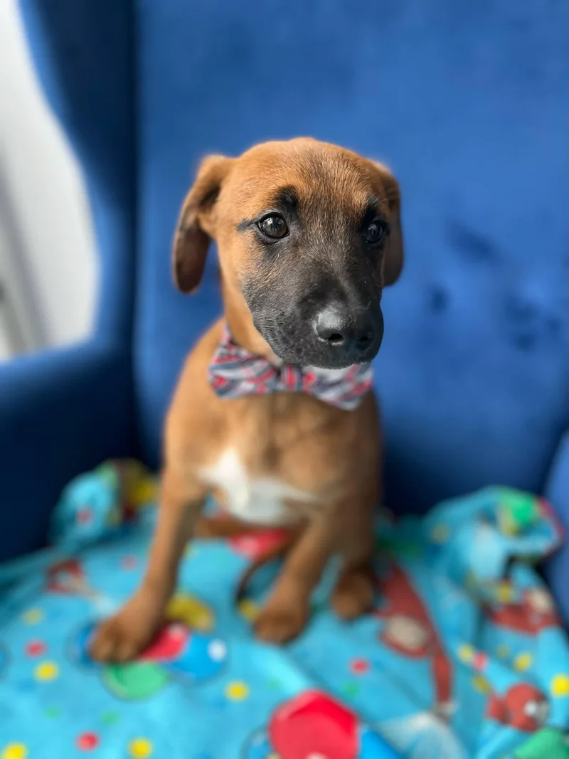 A baby medium-sized male Bicolor Jack Russell Terrier dog named Flash for adoption in Poway, CA