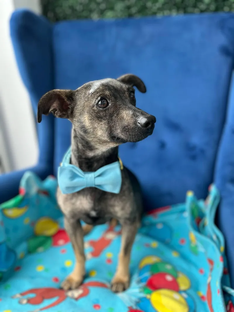 Max (maximus) thumbnail 2