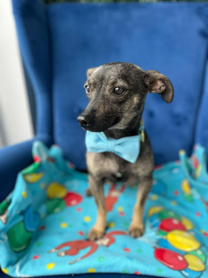 Max (maximus) thumbnail 3