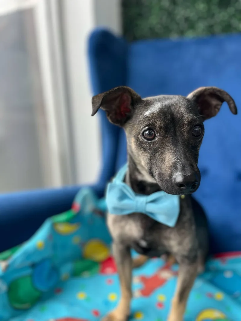 Max (maximus) photo 1