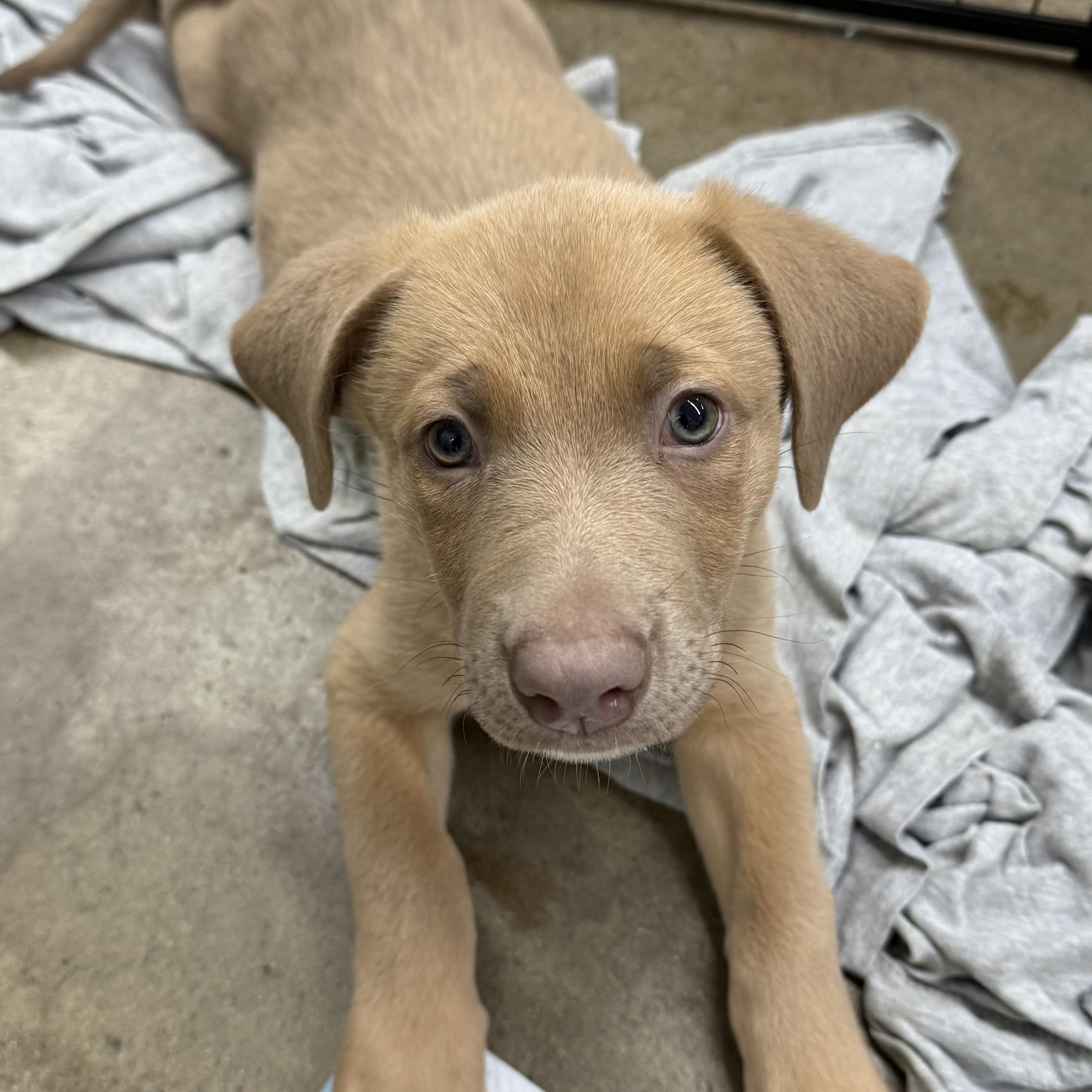 A young medium-sized male Yellow / Tan / Blond / Fawn Mixed Breed dog named Moe for adoption in Penryn, CA