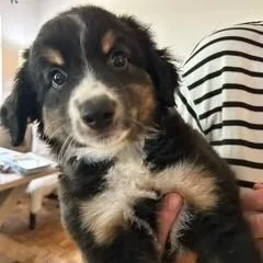 A baby medium-sized male Tricolor (Brown, Black, & White) Australian Shepherd dog named Kalbarri for adoption in Tulsa, OK