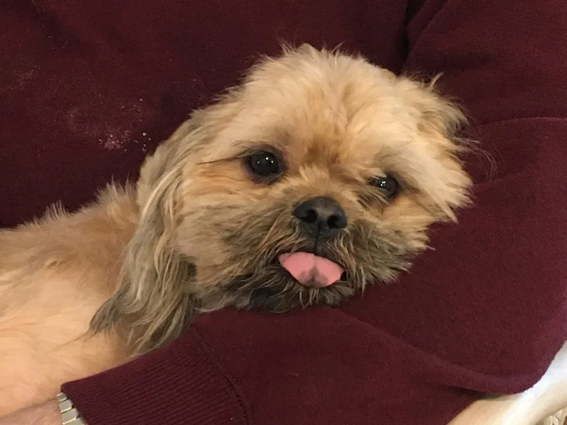 An adult small-sized male Yellow / Tan / Blond / Fawn Shih Tzu dog named Buddy for adoption in Alpharetta, GA