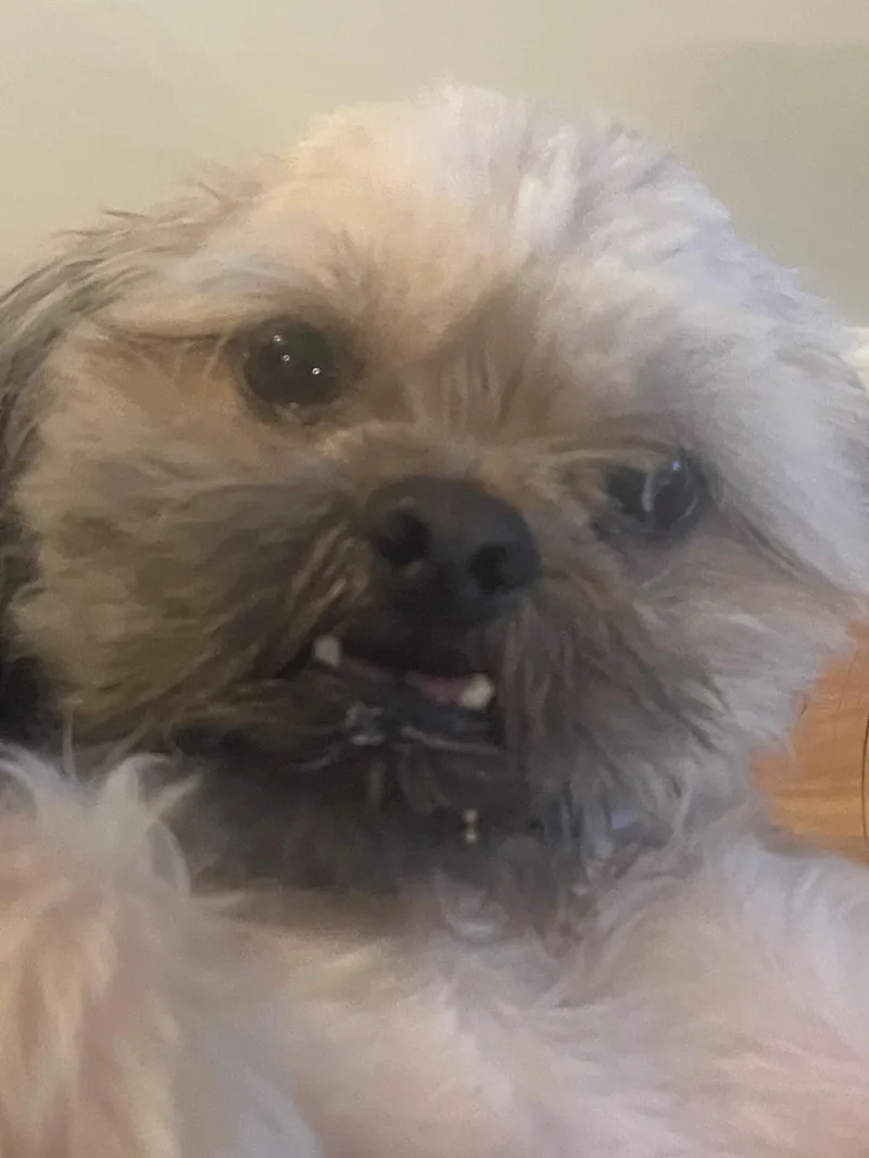 Buddy thumbnail 3