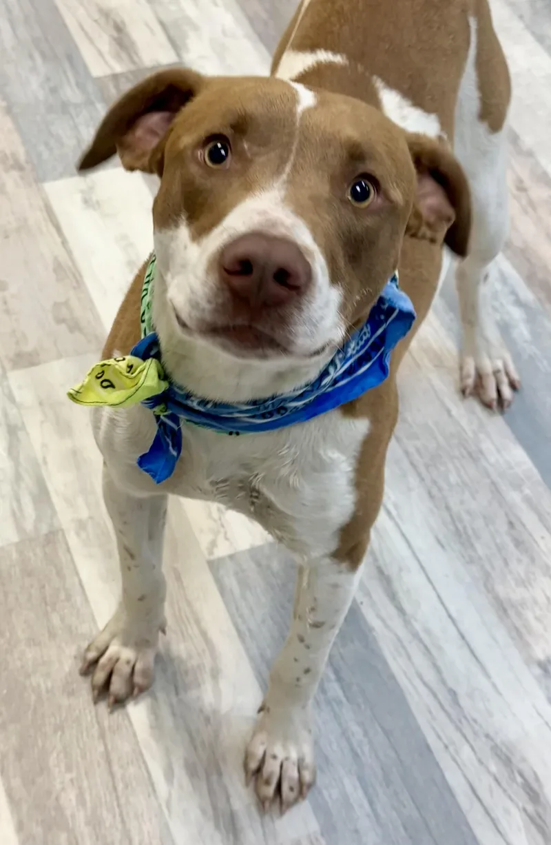 An adult medium-sized male Red / Chestnut / Orange American Bulldog dog named Chunk for adoption in Lufkin, TX