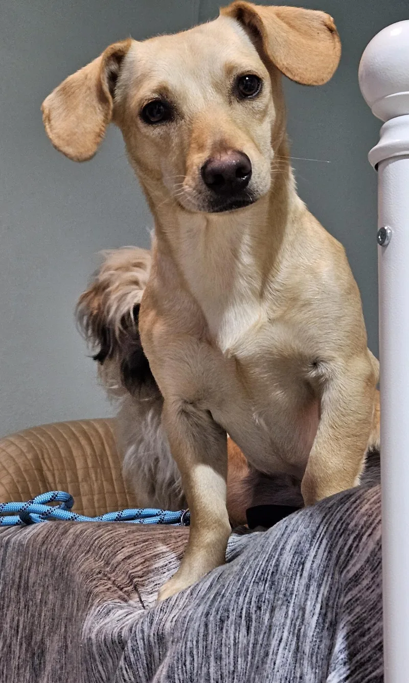An adult small-sized female Apricot / Beige Chihuahua dog named Chichi for adoption in Lawrenceville, GA