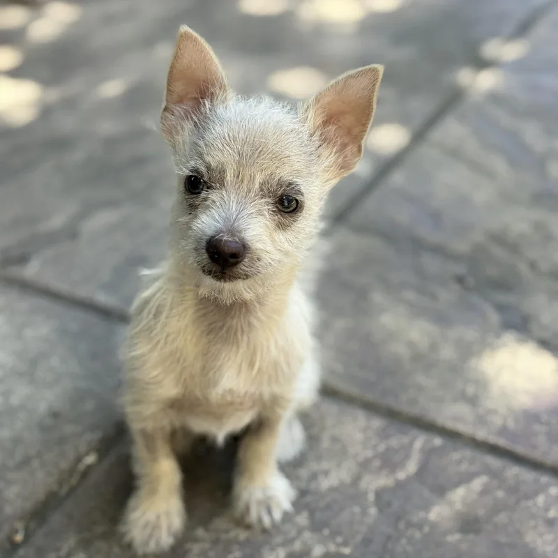 Tiny Tim thumbnail 3