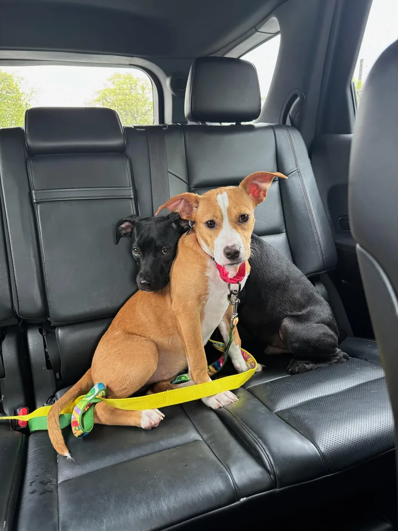 A baby medium-sized female Golden Carolina Dog dog named April for adoption in Wayne, NJ