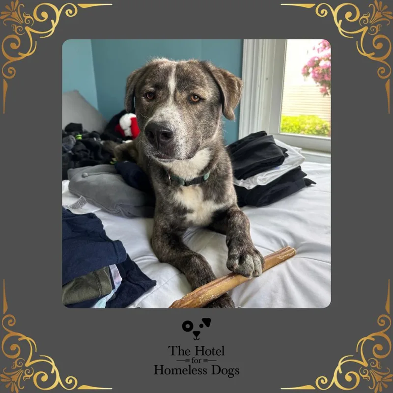 A young medium-sized male Brindle Australian Shepherd dog named Buddy for adoption in Cumberland, RI