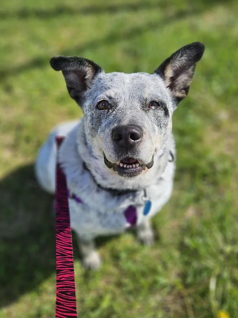 A senior medium-sized female Cattle Dog dog named Gypsy   $ for adoption in Milwaukee, WI