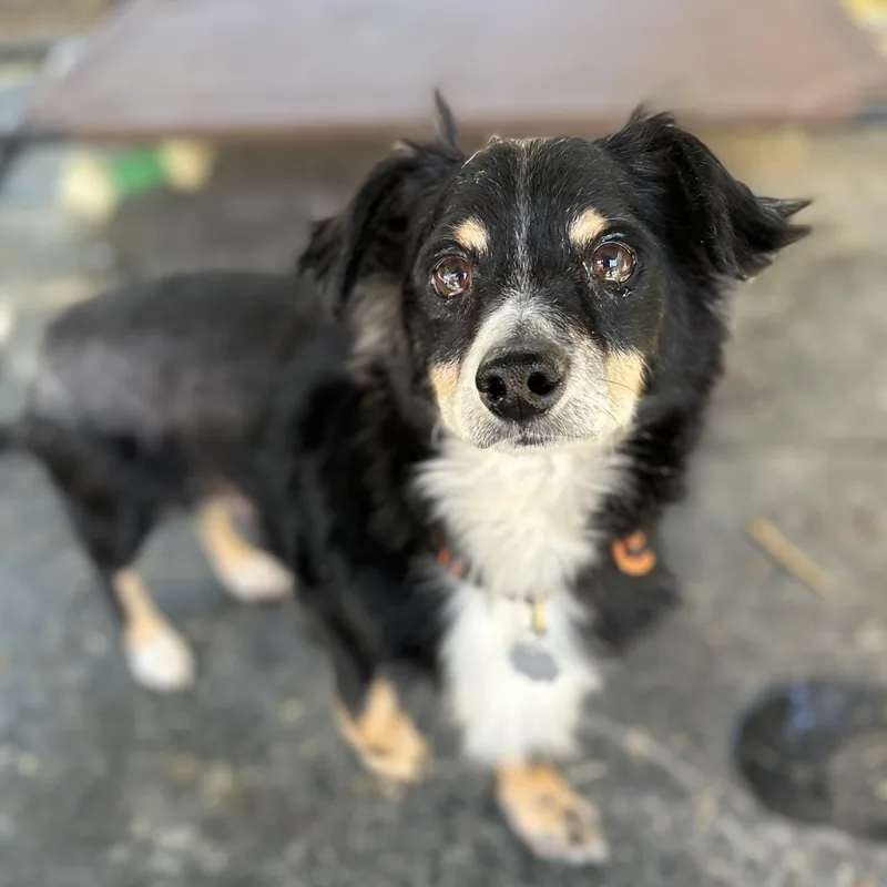 An adult small-sized male Tricolor (Brown, Black, & White) Spaniel dog named Redding for adoption in Sonora, CA