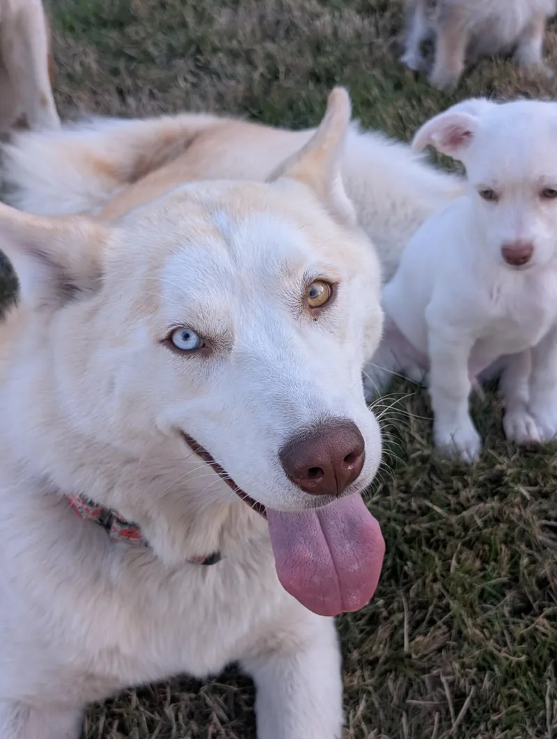 An adult medium-sized female Siberian Husky dog named Keisha for adoption in Sammamish, WA