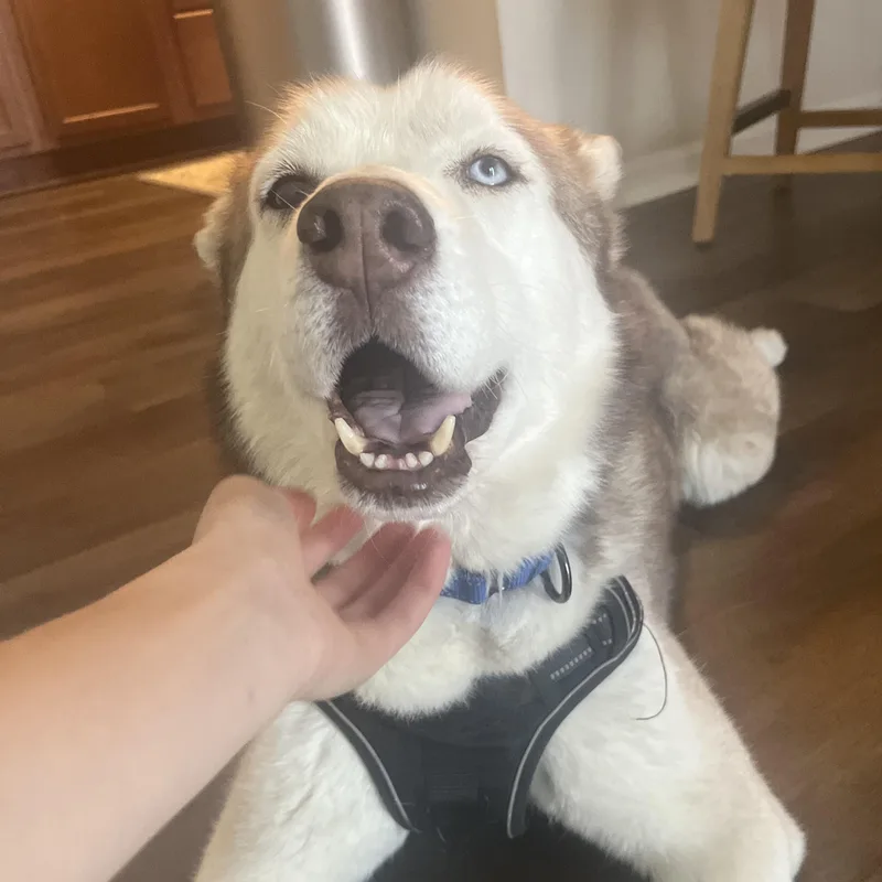 A senior medium-sized male White / Cream Husky dog named Everglade for adoption in Columbia, SC