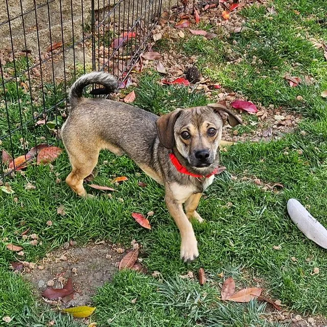 A young small-sized male Bicolor Pug dog named Otter for adoption in Lafayette, CA