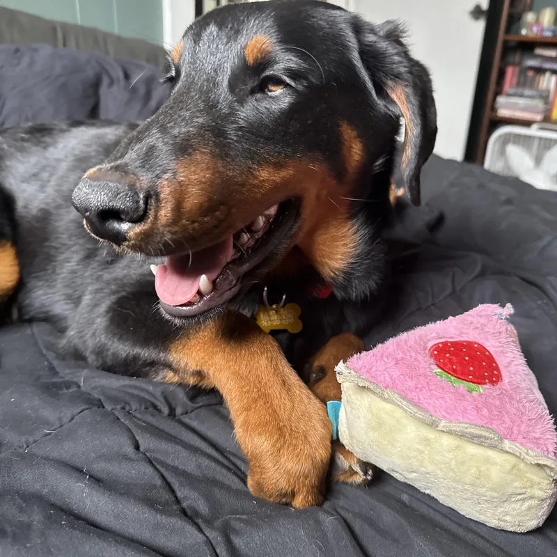 A young medium-sized male Bicolor Doberman Pinscher dog named Cowboy for adoption in Claremont, CA
