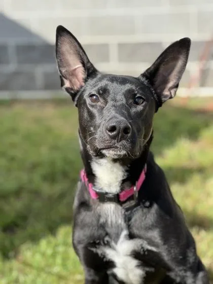 Sirena Tri-pawd thumbnail 5