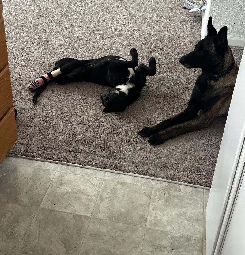 Sirena Tri-pawd thumbnail 3