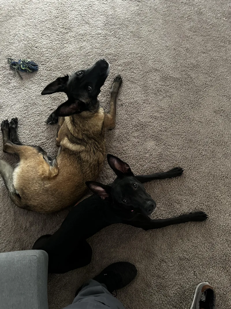 Sirena Tri-pawd thumbnail 2