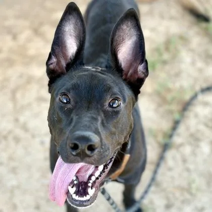 A young large-sized female Black German Shepherd Dog dog named Sirena Tri-pawd for adoption in Sacramento, CA