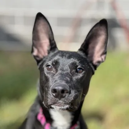 Sirena Tri-pawd thumbnail 4