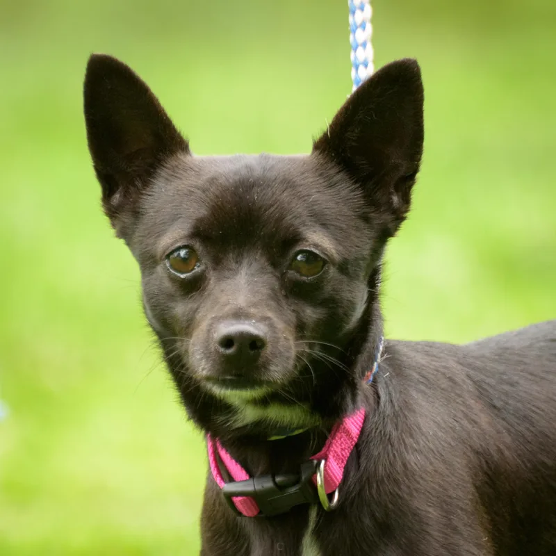 A young small-sized male Black Chihuahua dog named Oscar for adoption in Lambertville, NJ