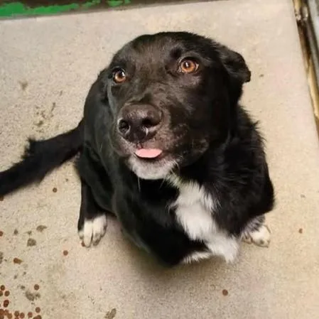 A young medium-sized male Border Collie dog named Mack for adoption in Redding, CA