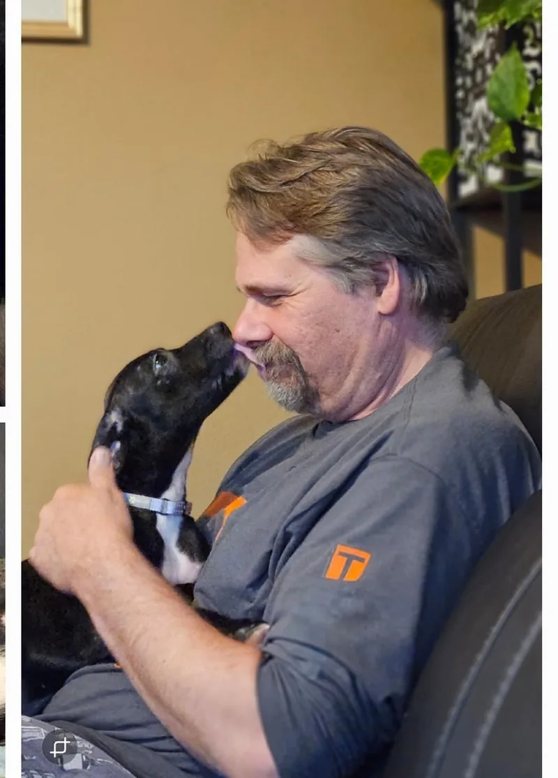 Tish The Boxer Lab thumbnail 2