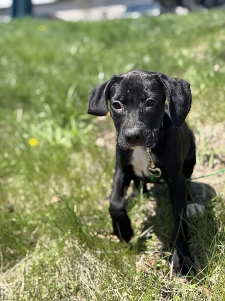 Tish The Boxer Lab thumbnail 3