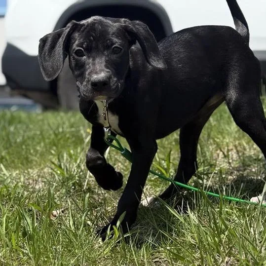 Tish The Boxer Lab thumbnail 5