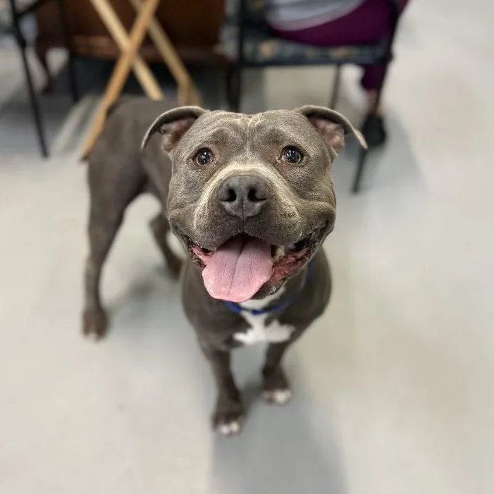 Rupert The Staffordshire Terrier