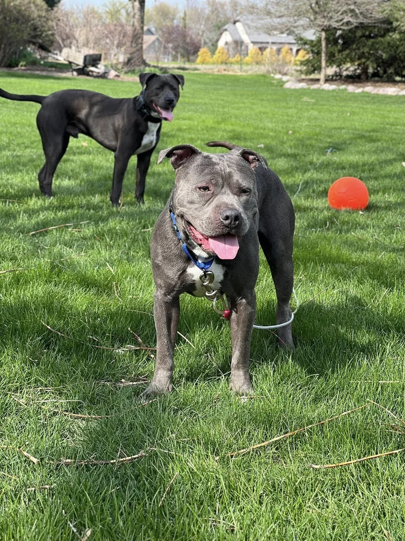 Rupert The Staffordshire Terrier thumbnail 6