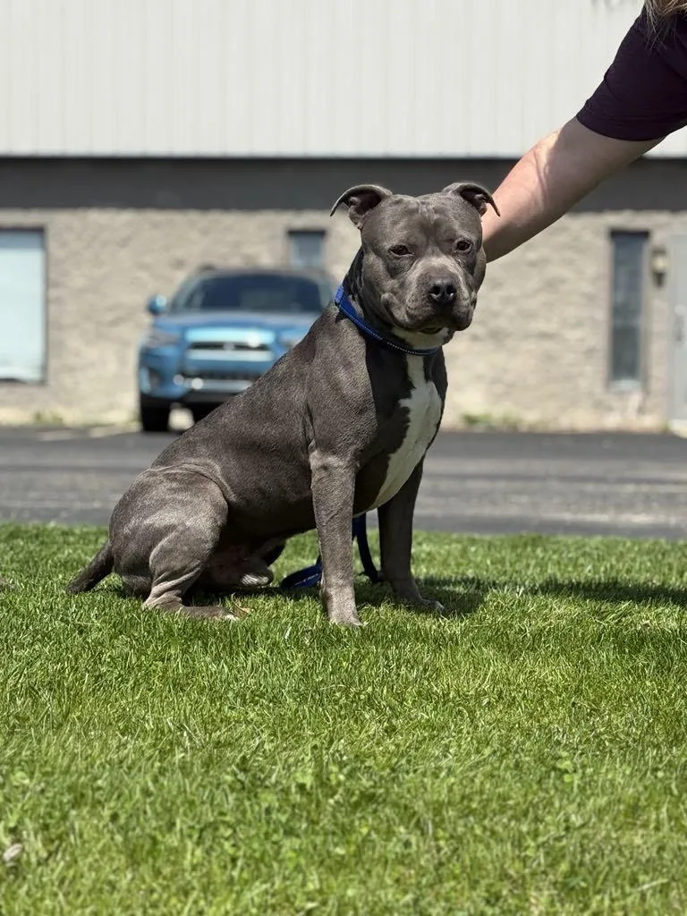 Rupert The Staffordshire Terrier thumbnail 5